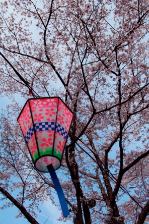 Sakura Lantern