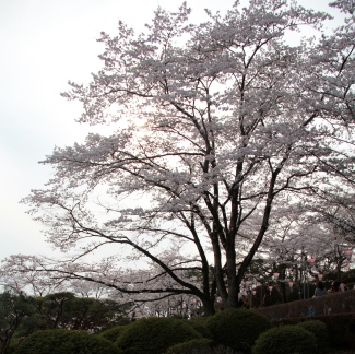 Afternoon Sakura
