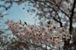 Sakura Blossoms