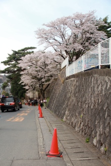 Urban Sakura